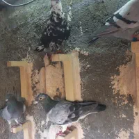 کبوتر بوم