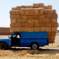 یونجه|خدمات باغبانی و درختکاری|فامنین, |دیوار