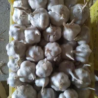 سیر خشک همدان