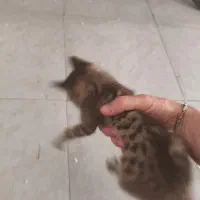 حامی برای بچه گربه
