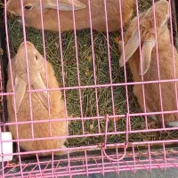 خرگوش|موش و خرگوش|رشت, جهاد|دیوار