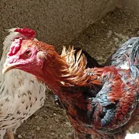 خروس