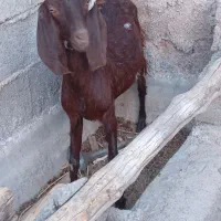 کهره ماده