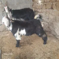 بز با بیگ تخمی گله داری