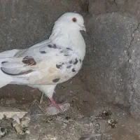 کبوتر|پرنده|کامیاران, |دیوار