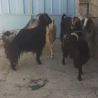 بز چاق  سرحال