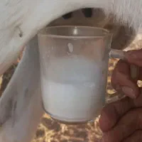 شیرالاغ