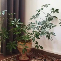 گل زیبا