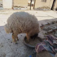 گوسفند بره نر