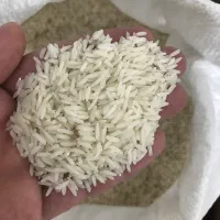 برنج کشت دوم طارم هاشمی