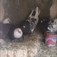 مخمل سرخ با کله سرکه ای