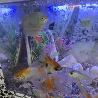 ماهی آکواریوم کوی دارم با آنجل هر ماهی دیگه تعویض