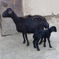 میش قزل افشار