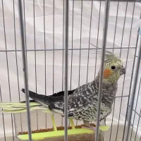 عروس هلندی ماده