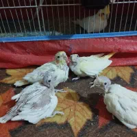 فروش جوجه عروس هلندی