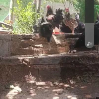 سه تا خروس چهل تاج ریشی سه مرغ سیاه دم ب تخم