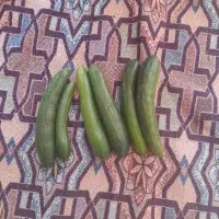 خیارمحلی بوته ای