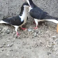 جفت شیرازی جوجه