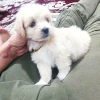 سگ تریر خرسی پاکوتاه کاملاً خانگی