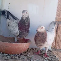 کفتر سرورالمانی