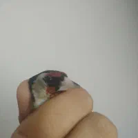 سهره نر