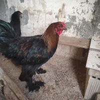 مرغ و خروس برهما