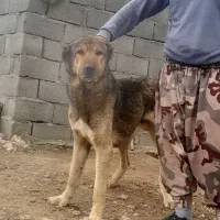 سگ سرابی