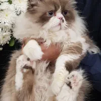 آماده جفتگیری، گربه رگدال نر