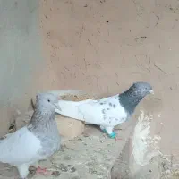 کبوتر کله