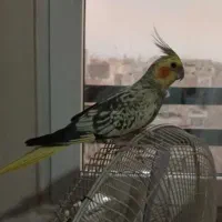 عروس هلندی نر
