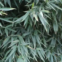 بامبو ( خیزران ) برای دیوارچینی