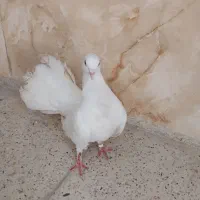 کفترزینتی  سفید دم‌چتری