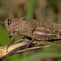 خریدار ملخ
