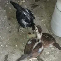 جوجه لاری اصیل  و جوجه محلی
