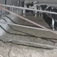 بار‌گاو