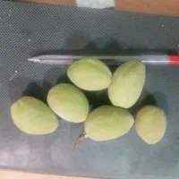 بادام با پوست سبز