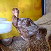 چهار عدد جوجه لاری نژادر