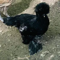 مرغ سلطان مرغ لحستانی