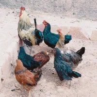مرغ وخروس