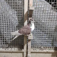کفتر رنگی چادری ساده سرخ سرکه ای سبز طوقی کرواتی