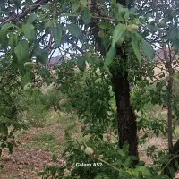 فروش-باغ-بادام-به-متراژ1500متر-قولنامه-است