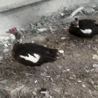 یک جفت اوردک اسرائیلی