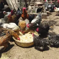 مرغ و خروس کوشین|پرنده|ساری, |دیوار