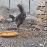 مرغ لاری اصیل