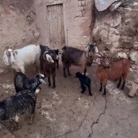 ۴راس بز جوان با بزگاله