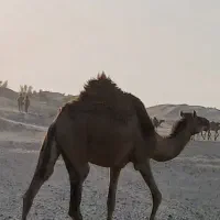 شتر