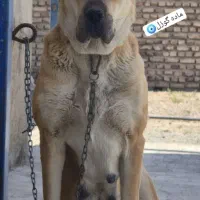 الابای اصیل
