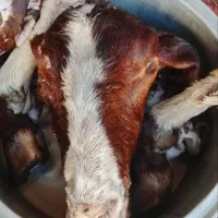 کله پاچه