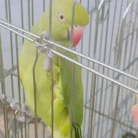 طوطی ملنگو سخنگو دستی