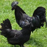 مرغ لاکنزی ایامسمانی برهما گلین کلاه ریشی